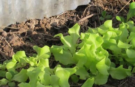 With a Packet In My Pocket Image